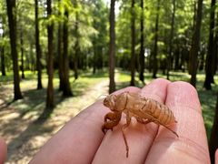-上海共青森林公园