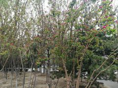 -大兴滨河森林公园