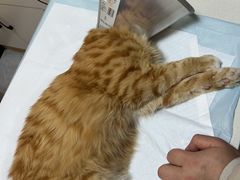 -瑞派长江宠物医院·猫科·外科·24小时夜护(谊城公寓分院)