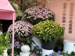 -溪岸路花鸟市场
