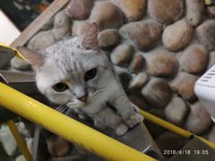 -猫咪博物馆(顶澳仔猫街店)