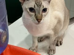 -安格丽娜·狗咖·猫咖羊驼咖(春熙路百盛商场店)
