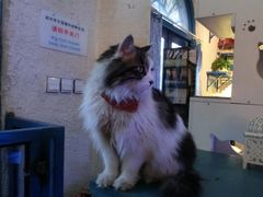 CIMG0001-Sirena海妖日咖夜酒