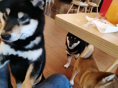 -豆柴町-柴犬主题狗咖(红鼎国际C座店)