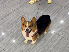 -瑞派名望24h动物医院异宠专科·猫专科·骨科·重症监护分院