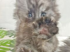 -青奢宠物·青奢猫舍