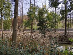 -上海长兴岛郊野公园