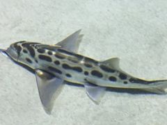 -凯莉-塔尔敦海洋生物水族馆