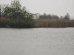 -盐城丹顶鹤湿地生态旅游区