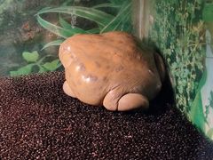-上海大自然野生昆虫馆(东方明珠·爬宠昆虫探索中心)