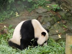 -红山森林动物园