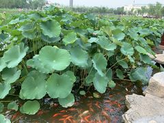 -西海子公园
