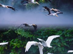 -广州长隆飞鸟乐园