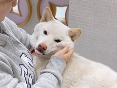 -柴务处·柴犬主题狗咖