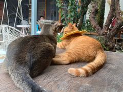 -喵屿·大理花园猫咖