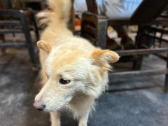 -青城甲(青城山店)