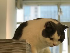 -Heymao猫咖.咖啡厅(东门店)