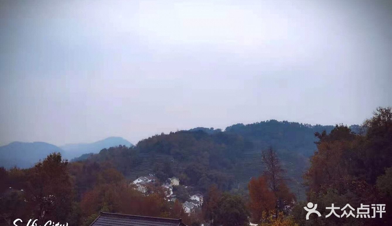 采菊东篱下