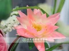 -上海安亭别墅花园酒店