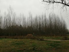 -白鹭湾湿地公园