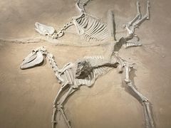 -洛阳周王城天子驾六博物馆