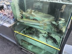 -煲来饱去冷水鱼