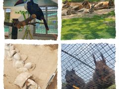 -西霞口神雕山野生动物世界