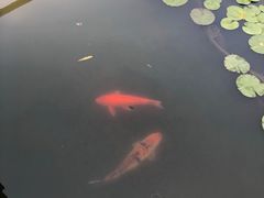 -西湖外事游船(花港观鱼码头)