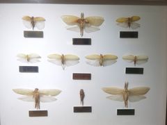 -上海昆虫博物馆