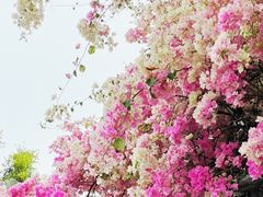 -深圳国际园林花卉博览园