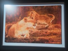 -罗红摄影艺术馆