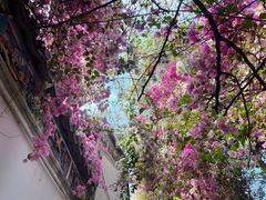 -深圳国际园林花卉博览园