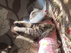 -美联众合宠物医院·爱萌分院·内外科·猫科中心