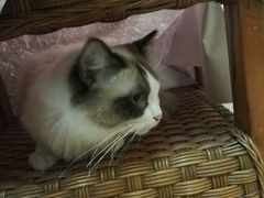 -猫色咖啡·猫咖