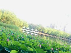 -青城公园