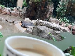 与白虎共餐-白虎自助餐厅·真老虎·景观自助餐厅(广州长隆酒店)