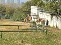-合肥野生动物园