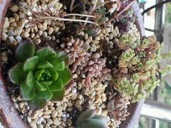 android_upload_pic-南农多肉大棚