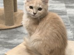 -楼上猫咖(罗湖店)