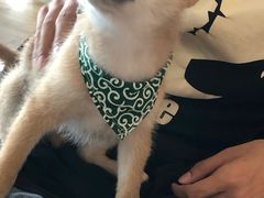 -柴犬小屋·柴餐厅·狗咖食堂(金鼎广场店)