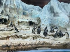 -帝企鹅自助餐厅•儿童岛•真企鹅(长隆企鹅酒店)