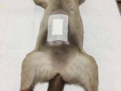 -灵美宠物诊所