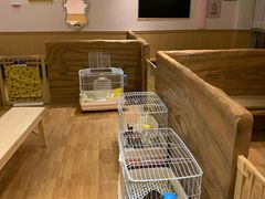 -猫猫幼稚园·撸猫·桌游·电玩