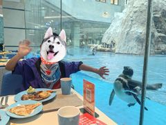 -帝企鹅自助餐厅•儿童岛•真企鹅(长隆企鹅酒店)