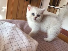 -Bastet sally猫舍购宠(静安店)