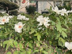-ID.PHOTO照相馆(嘉里企业中心店)