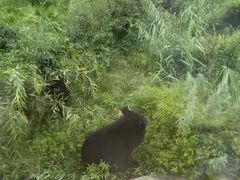 -黑瞎子岛探秘野熊园