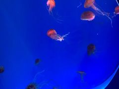 -海合安青岛极地海洋公园