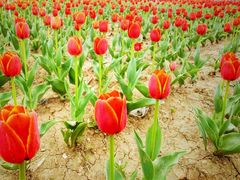 -兰陵国家农业公园