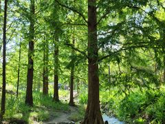 -白水寺森林公园